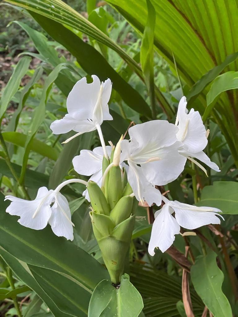 Akwaba *